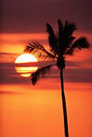 Palm Tree and in Oahu